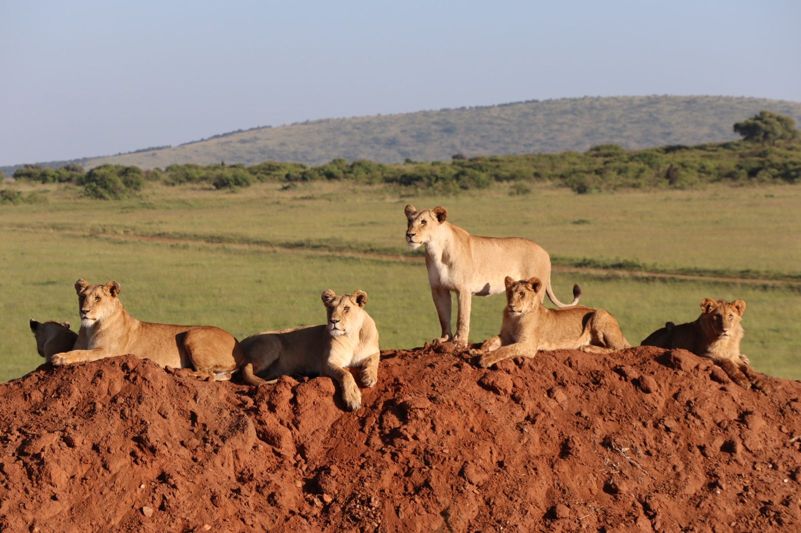 A pride of lions resting on a mound in the Masai Mara, with an expansive savannah landscape in the background under clear skies.