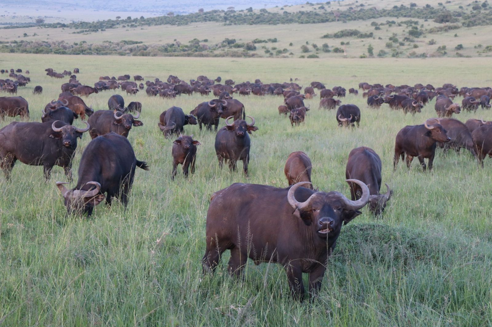 A large herd of African buffalo grazing in the grassy plains of the Masai Mara, with rolling hills and sparse trees visible in the background.