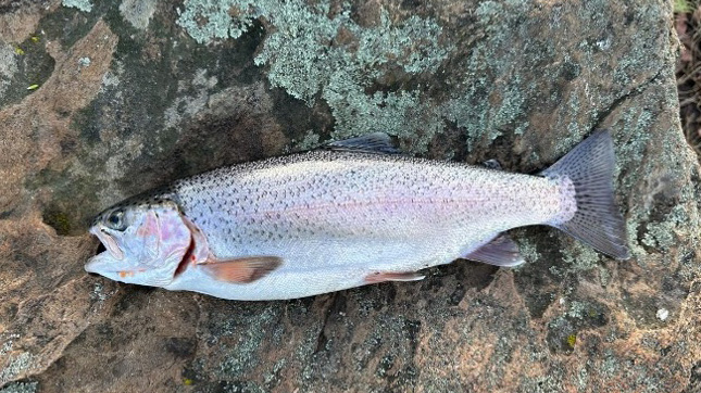 A hiker jumps across a stream with the help of a guide on Mount Kenya’s lush trail.