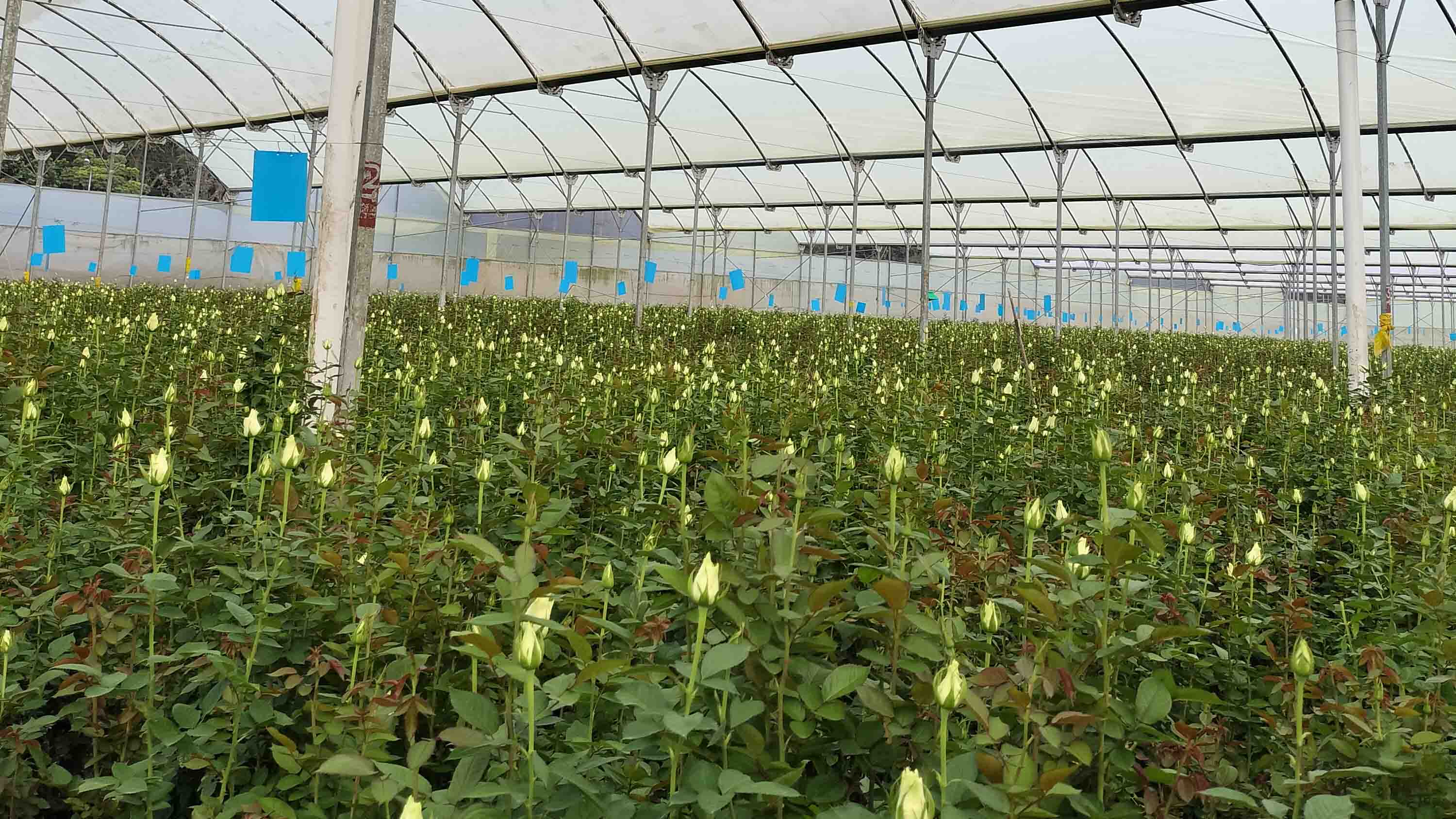 Rows of young rose buds growing inside a large greenhouse with translucent roofing in Kenya.