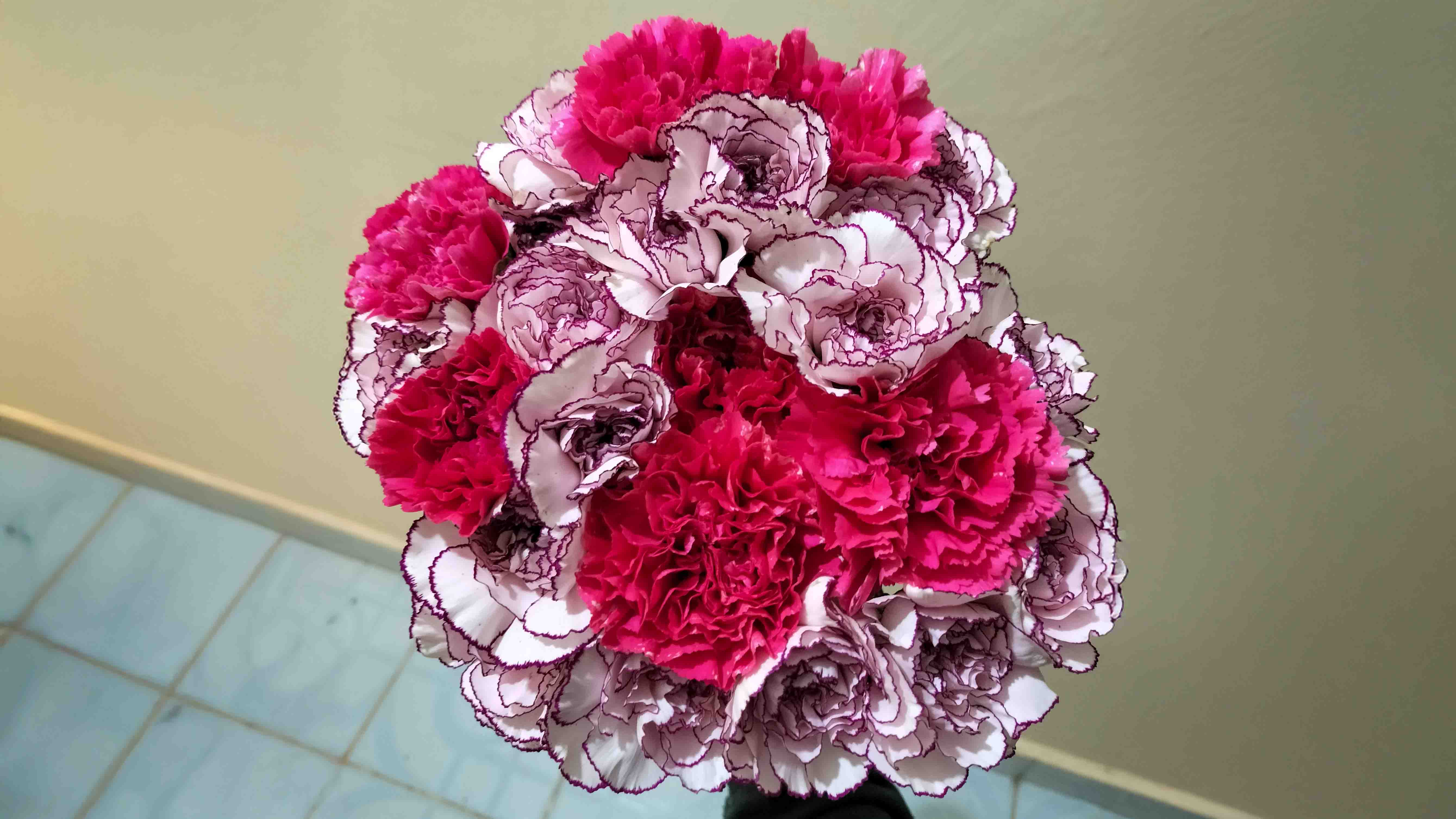 A vibrant bouquet of pink and white carnations with dark purple edges, held against a neutral background.
