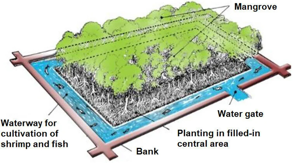 Illustration of an integrated mangrove aquaculture system. A central planted area with mangroves is surrounded by a waterway used for cultivating shrimp and fish. The system includes labeled components such as water gate, bank, and filled-in planting zone, showing sustainable land and water use.