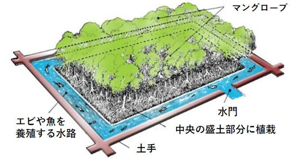 マングローブの中央植栽エリアと、それを囲むエビや魚の養殖用水路を示す統合型マングローブ水産養殖システムの図解。水門、土手、埋め立て植栽区域などの構成要素がラベル付きで示されており、持続可能な土地と水の利用を表現している。