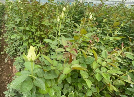 Close-up of rose plants growing in a greenhouse in Naivasha, Kenya. Green stems and leaves surround several budding roses.