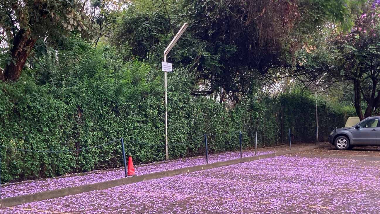 Fallen jacaranda petals create a purple carpet across a parking lot in Nairobi, adding color and calm to the urban setting.