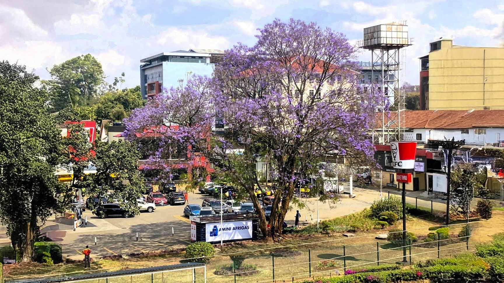 A large jacaranda tree with bright lavender blossoms stands prominently in Nairobi’s city center, surrounded by buildings and parked cars.