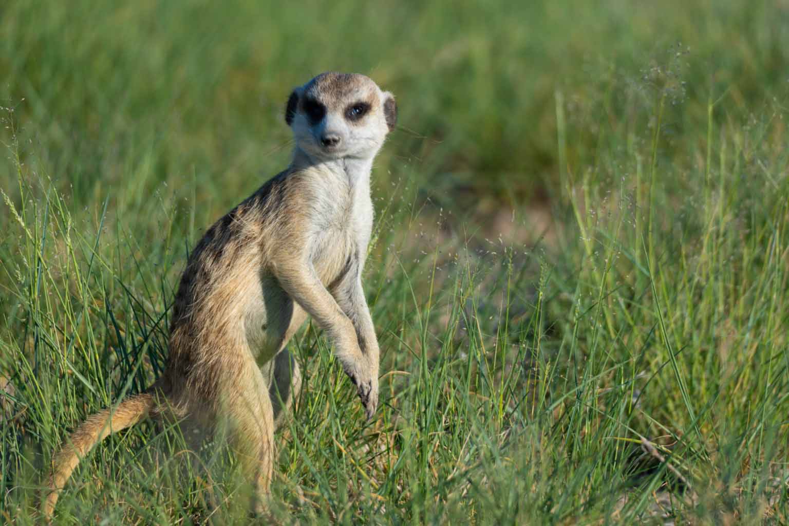A meerkat standing upright in green grass, looking toward the camera.