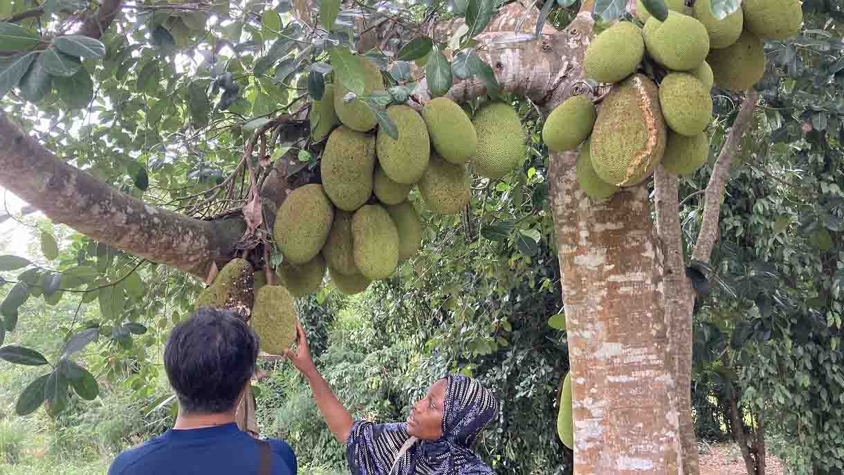 Guide explaining jackfruit growing on a tree during a spice farm tour in Zanzibar.