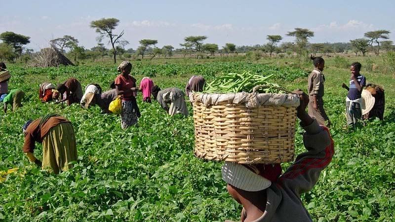 Farmers harvesting crops in a rural field, representing Mozambique’s agricultural export sector.