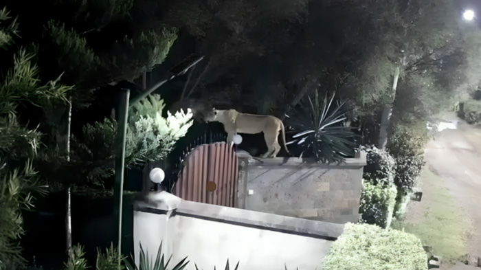 A lioness standing on a residential gate at night, illuminated by outdoor lighting