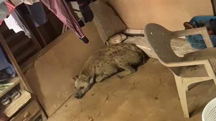 A hyena lying inside a house corner next to furniture in a residential setting
