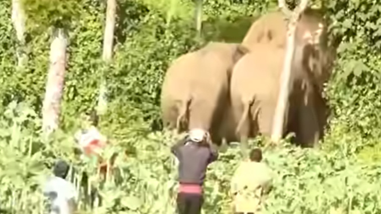 Elephants approaching people in a forested farm area as individuals attempt to drive them away