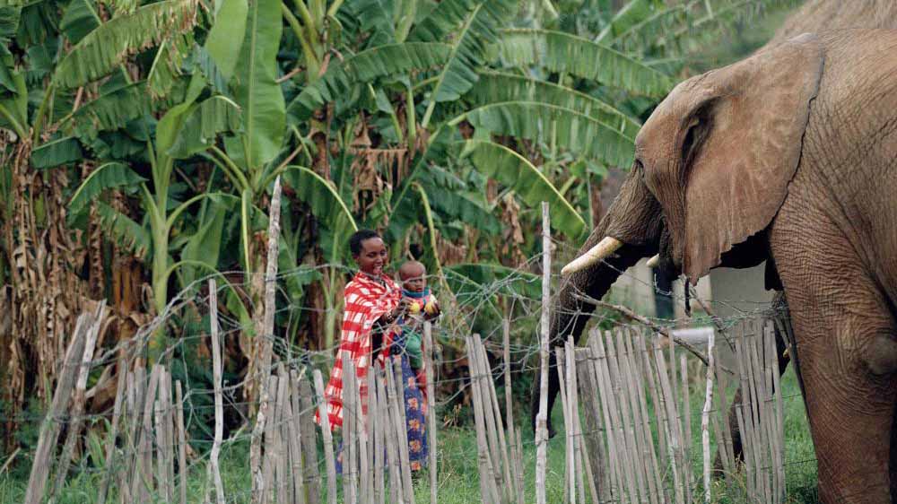 An elephant standing near a fence facing a woman and child in a rural village surrounded by greenery