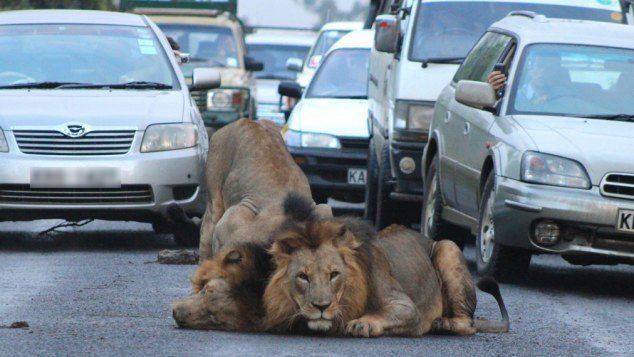 Two lions resting on a busy road in a residential area, surrounded by cars in traffic