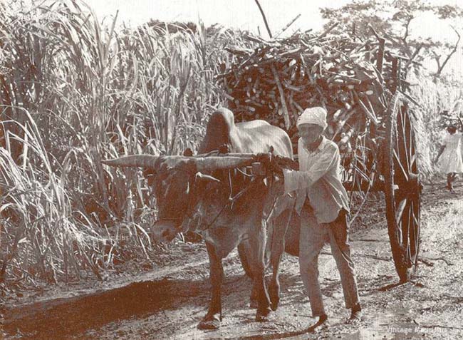 Traditional ox cart transporting harvested sugarcane in Mauritius.
