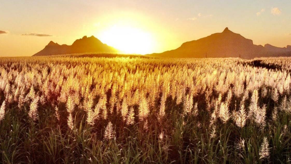 Sugarcane fields at sunset in Ripailles, Mauritius.