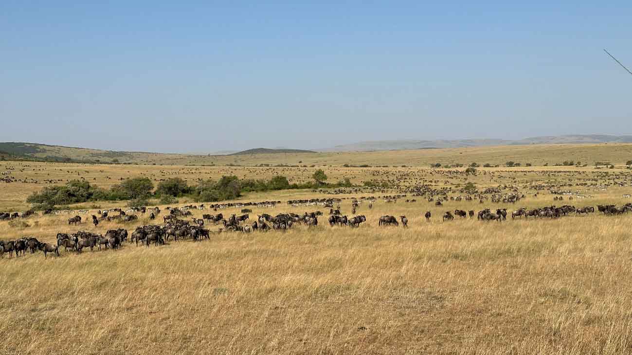 Large herds of wildebeest cross the open grasslands of the Maasai Mara during the Great Migration.