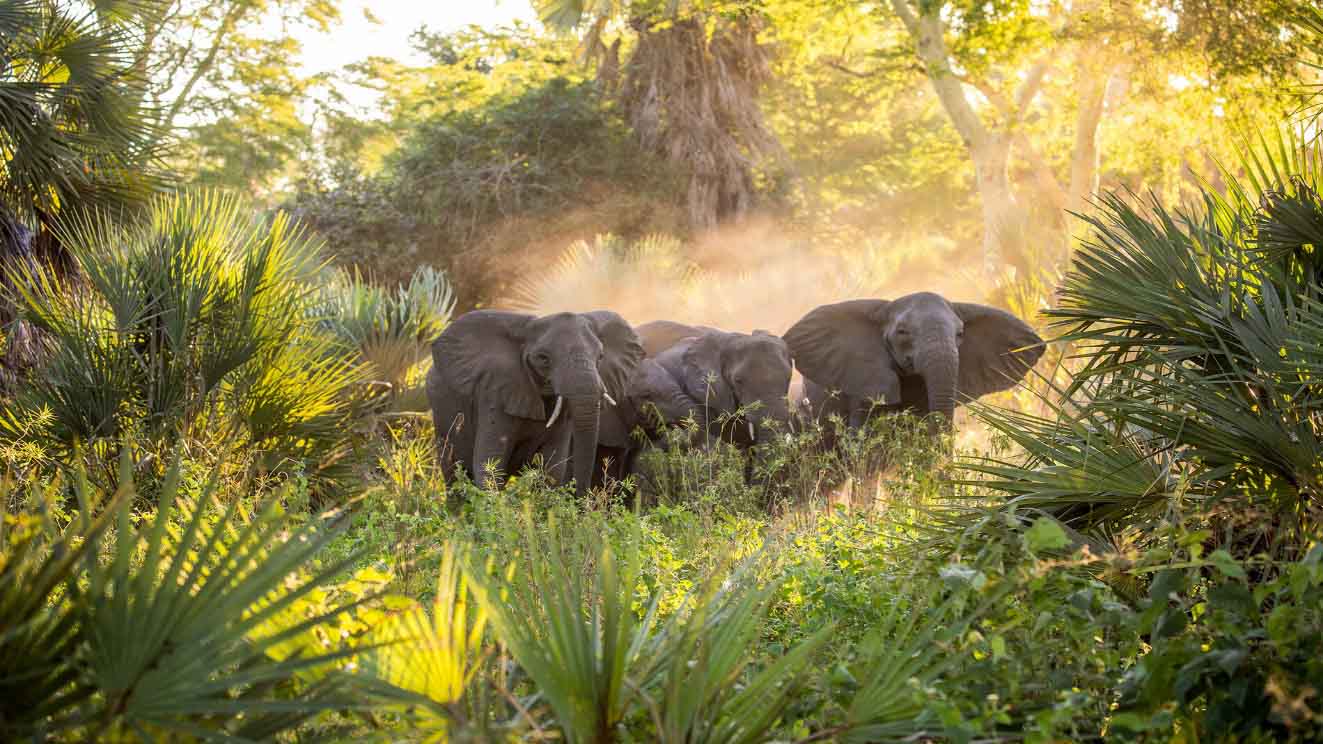 African elephants walking through lush vegetation in Gorongosa National Park, Mozambique